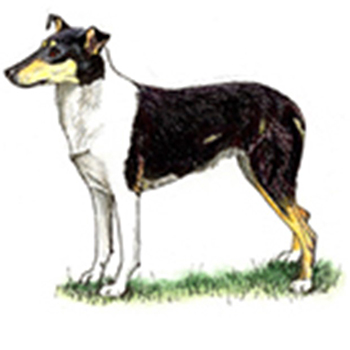 (image for) Collie - Smooth