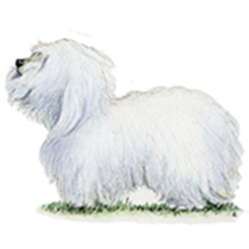 (image for) Coton De Tulear