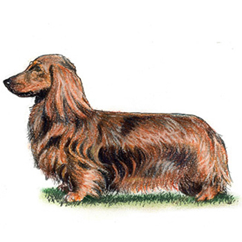 (image for) Dachshund - Long Haired