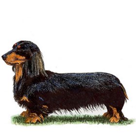 Dachshund - Miniature Long Haired