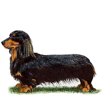 (image for) Dachshund - Miniature Long Haired