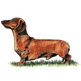Dachshund - Miniature Smooth Haired