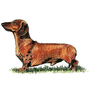 (image for) Dachshund - Miniature Smooth Haired