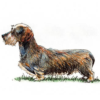 (image for) Dachshund - Miniature Wire Haired