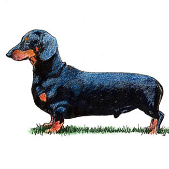 (image for) Dachshund - Smooth Haired