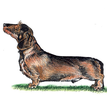 (image for) Dachshund - Wire Haired