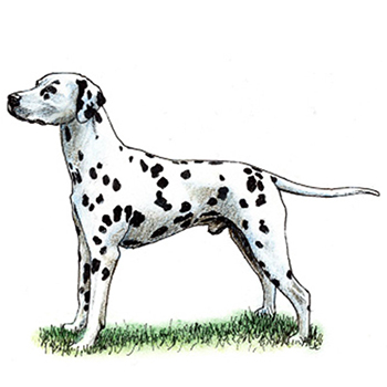 (image for) Dalmatian