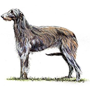 (image for) Deerhound