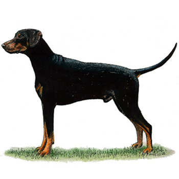 (image for) Dobermann