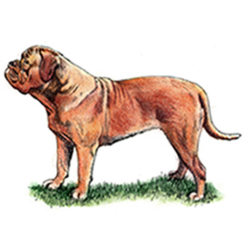 (image for) Dogue de Bordeaux