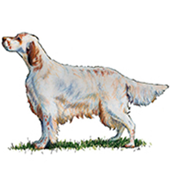 (image for) English Setter