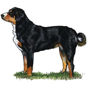 (image for) Entlebucher Mountain Dog