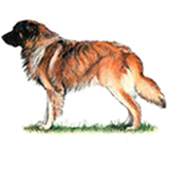 (image for) Estrela Mountain Dog