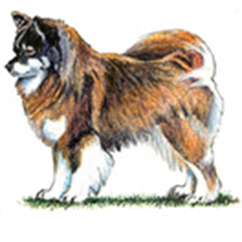 (image for) Finnish Lapphund