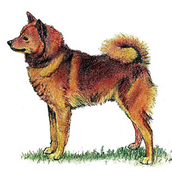 (image for) Finnish Spitz