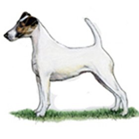 Fox Terrier - Smooth