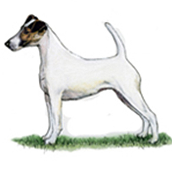 (image for) Fox Terrier - Smooth