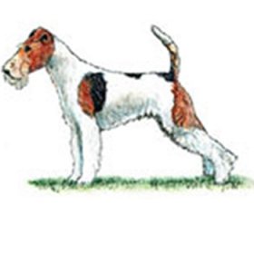 Fox Terrier - Wire