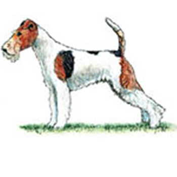 (image for) Fox Terrier - Wire