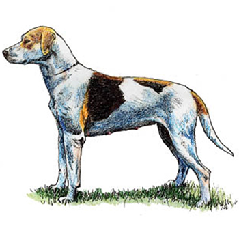 (image for) Foxhound