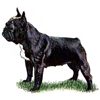 (image for) French Bulldog