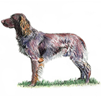 (image for) German Longhaired Pointer