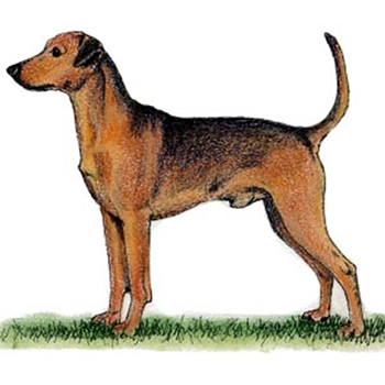 (image for) German Pinscher