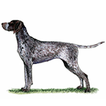 (image for) German Shorthaired Pointer