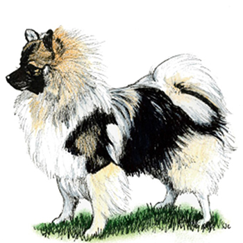 (image for) German Spitz - Klain