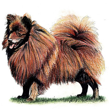 (image for) German Spitz - Mittel