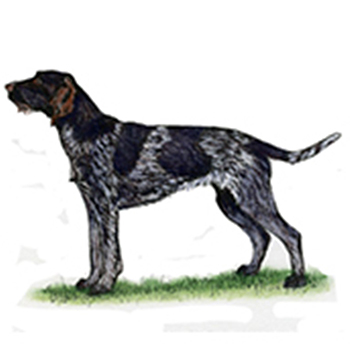 (image for) German Wirehaired Pointer