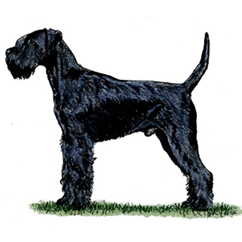 (image for) Giant Schnauzer