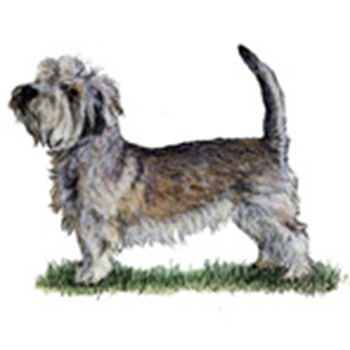 (image for) Glen of Imaal Terrier