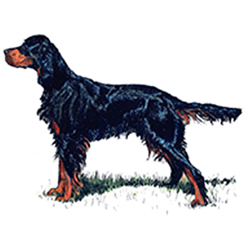 (image for) Gordon Setter