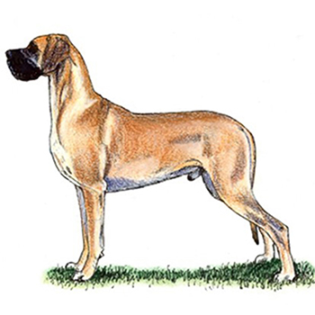 (image for) Great Dane