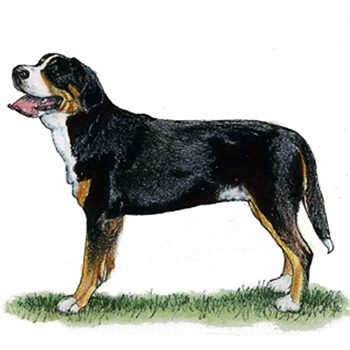 (image for) Great Swiss Mountain Dog