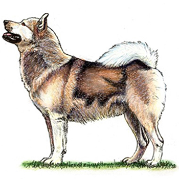 (image for) Greenland Dog