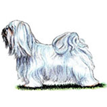 (image for) Havanese