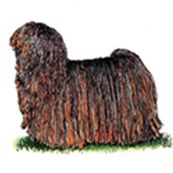 (image for) Hungarian Puli