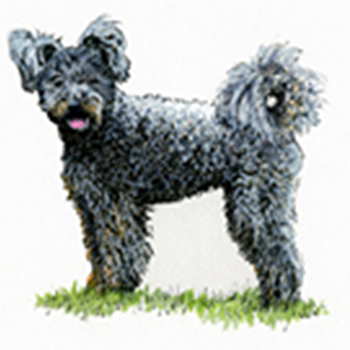 (image for) Hungarian Pumi