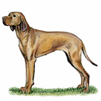 (image for) Hungarian Vizsla