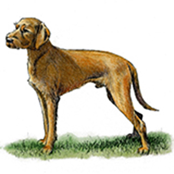 (image for) Hungarian Wire Haired Vizsla