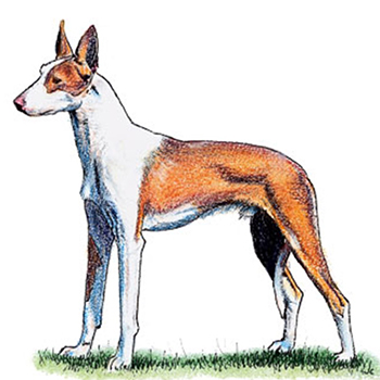 (image for) Ibizan Hound