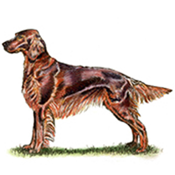 (image for) Irish Setter