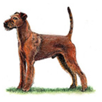 (image for) Irish Terrier