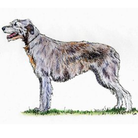 Irish Wolfhound