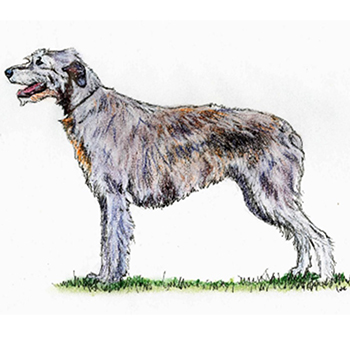 (image for) Irish Wolfhound