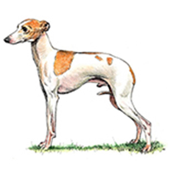 (image for) Italian Greyhound