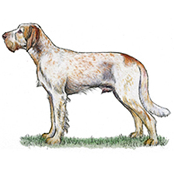 (image for) Italian Spinone