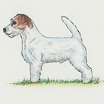 (image for) Jack Russell Terrier